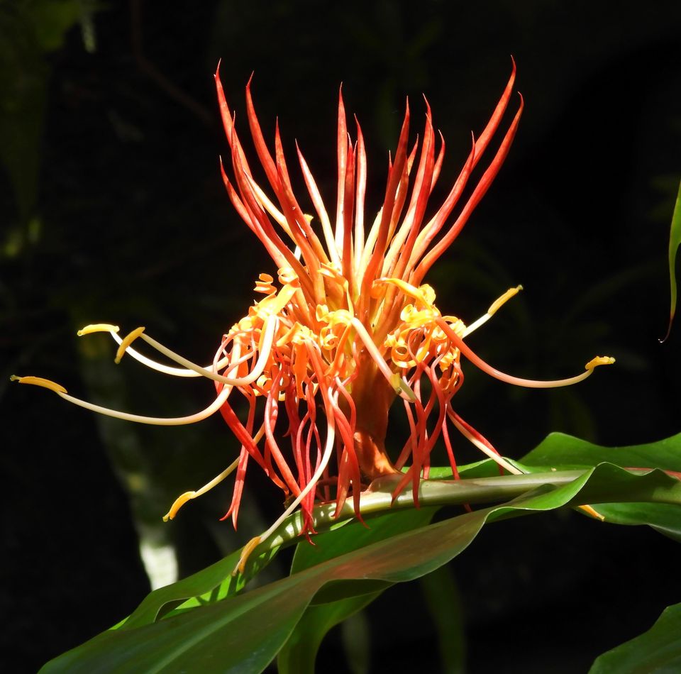 Hedychium longicornutum 1
