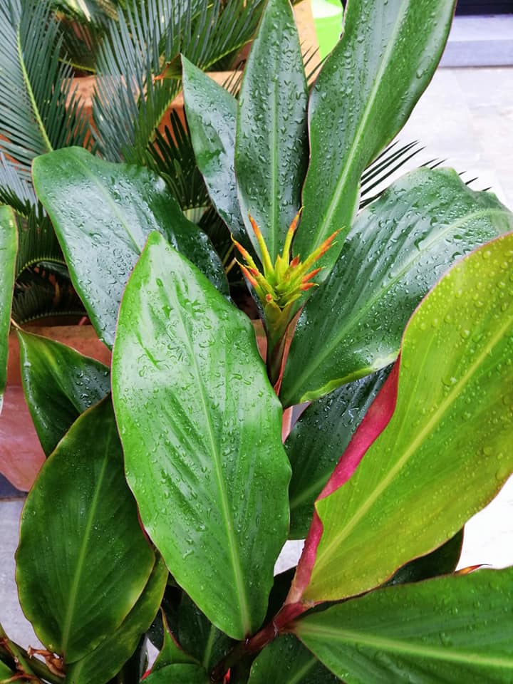 Hedychium longicornutum 11
