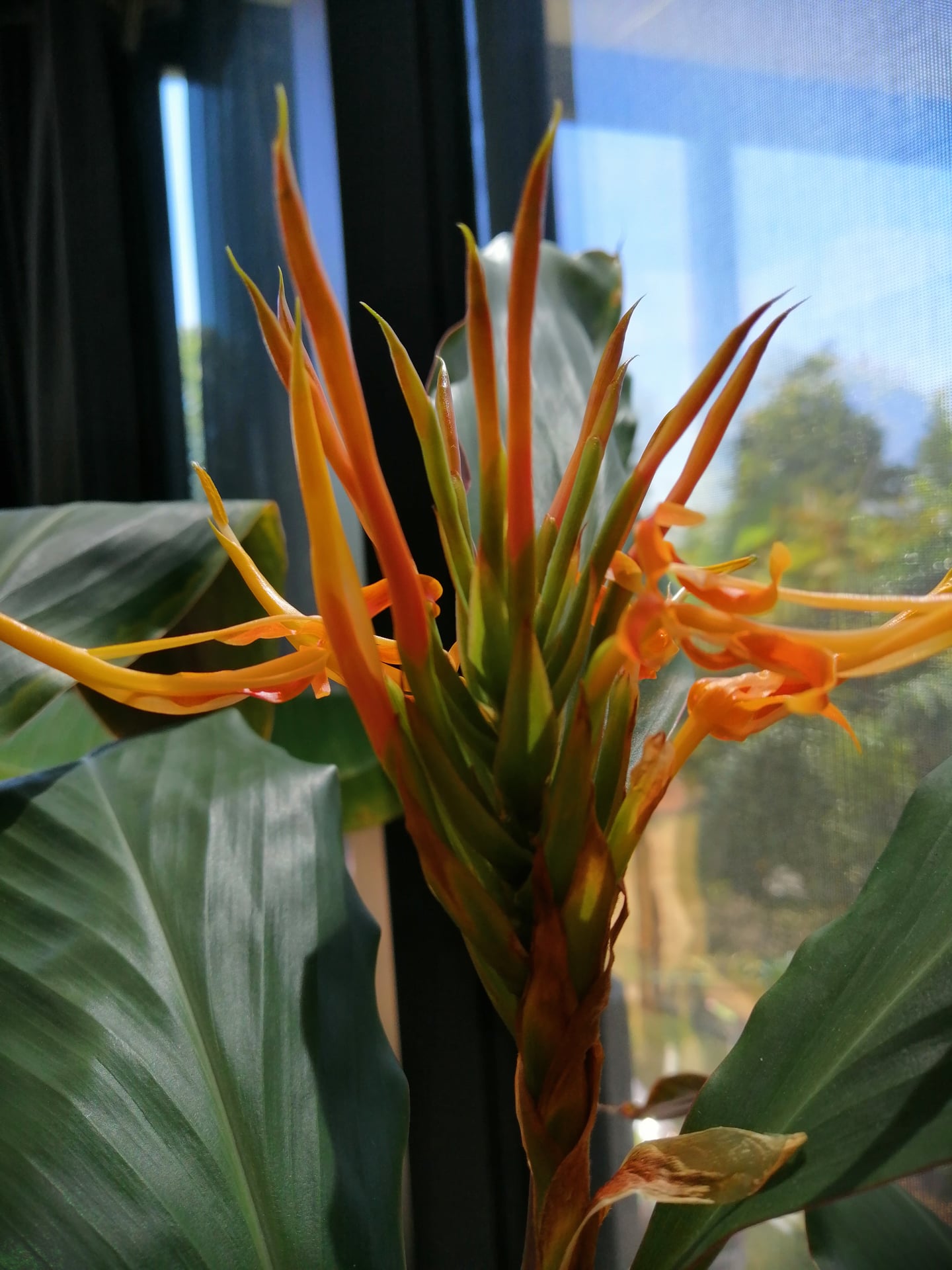 Hedychium longicornutum 2