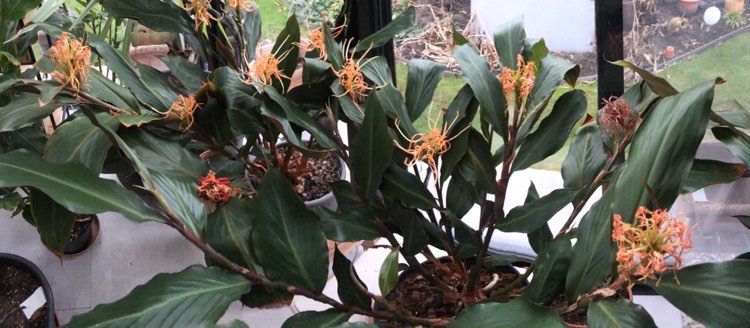 Hedychium longicornutum 3