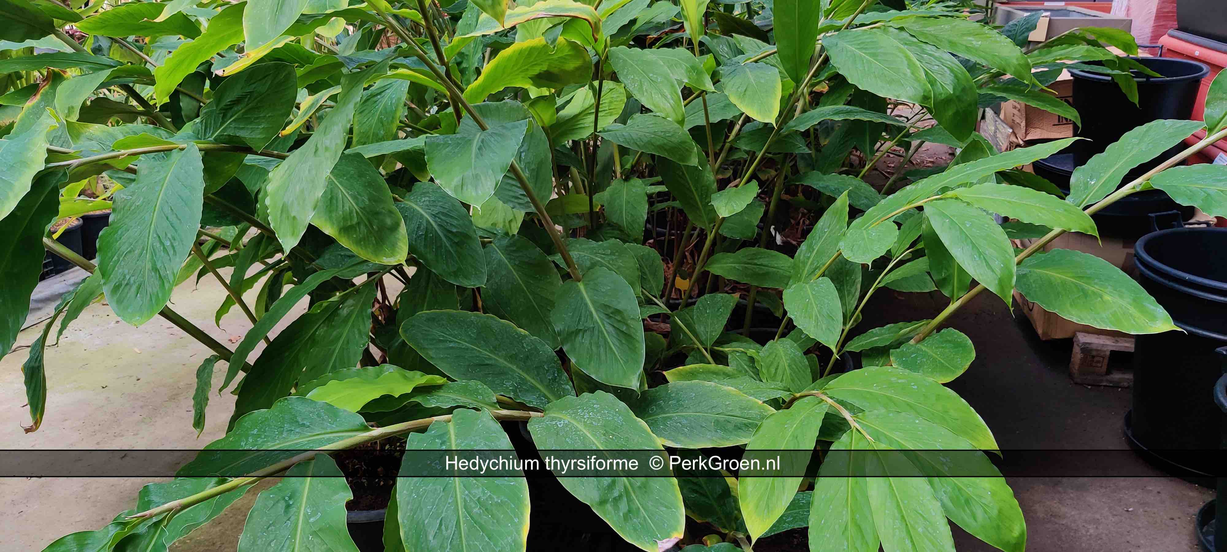 Hedychium thyrsiforme 10 PerkGroen nl kopie