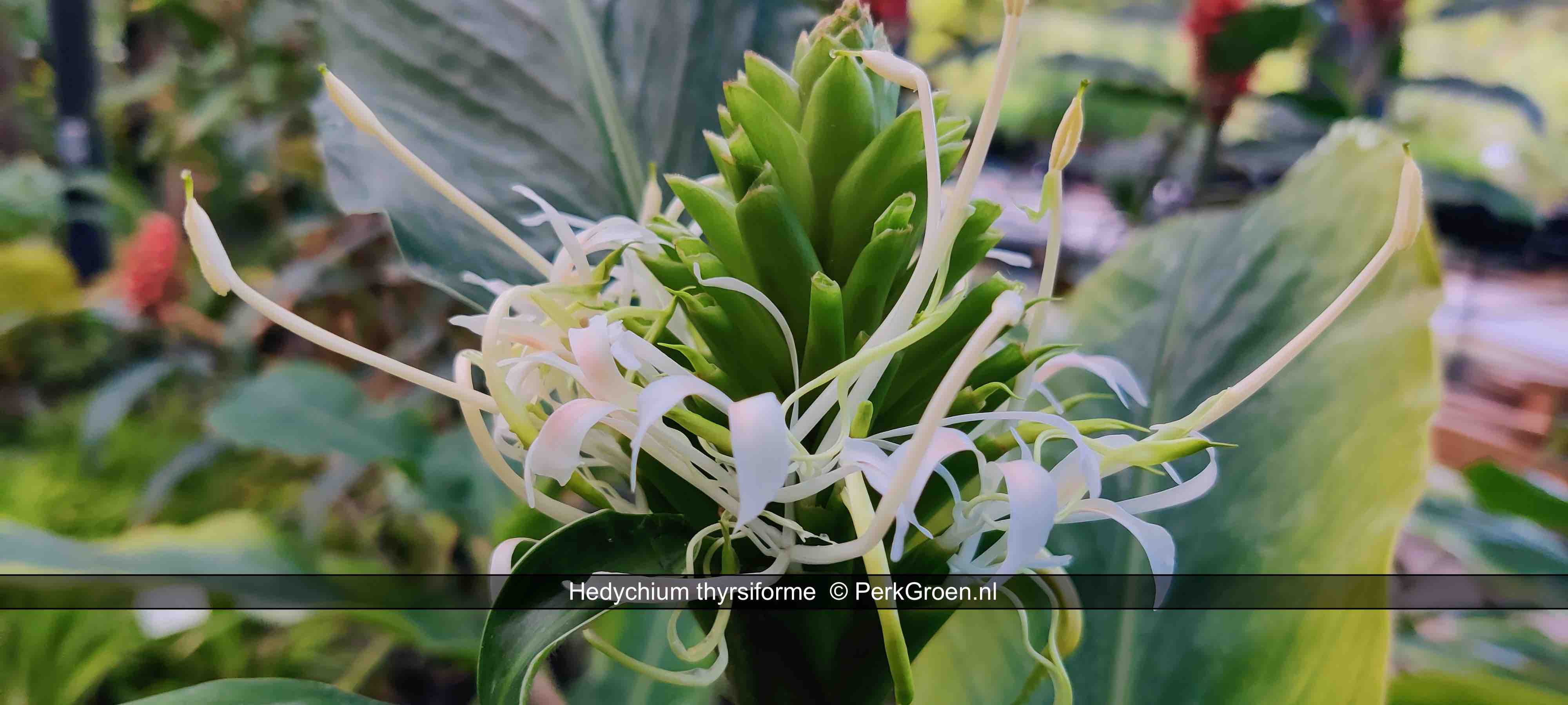 Hedychium thyrsiforme 2 PerkGroen nl kopie