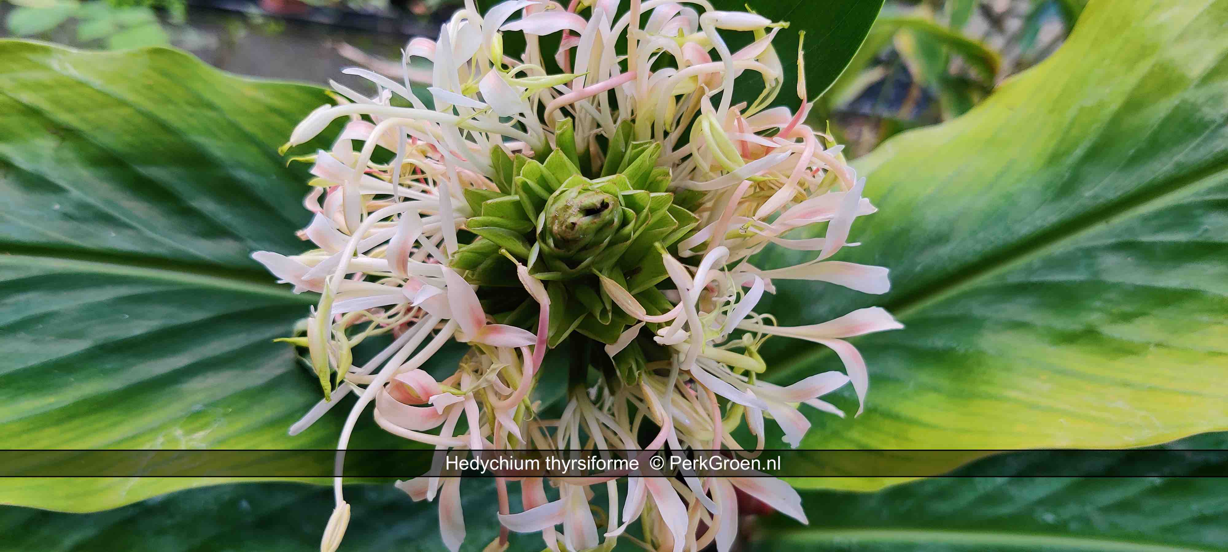 Hedychium thyrsiforme 6 PerkGroen nl kopie