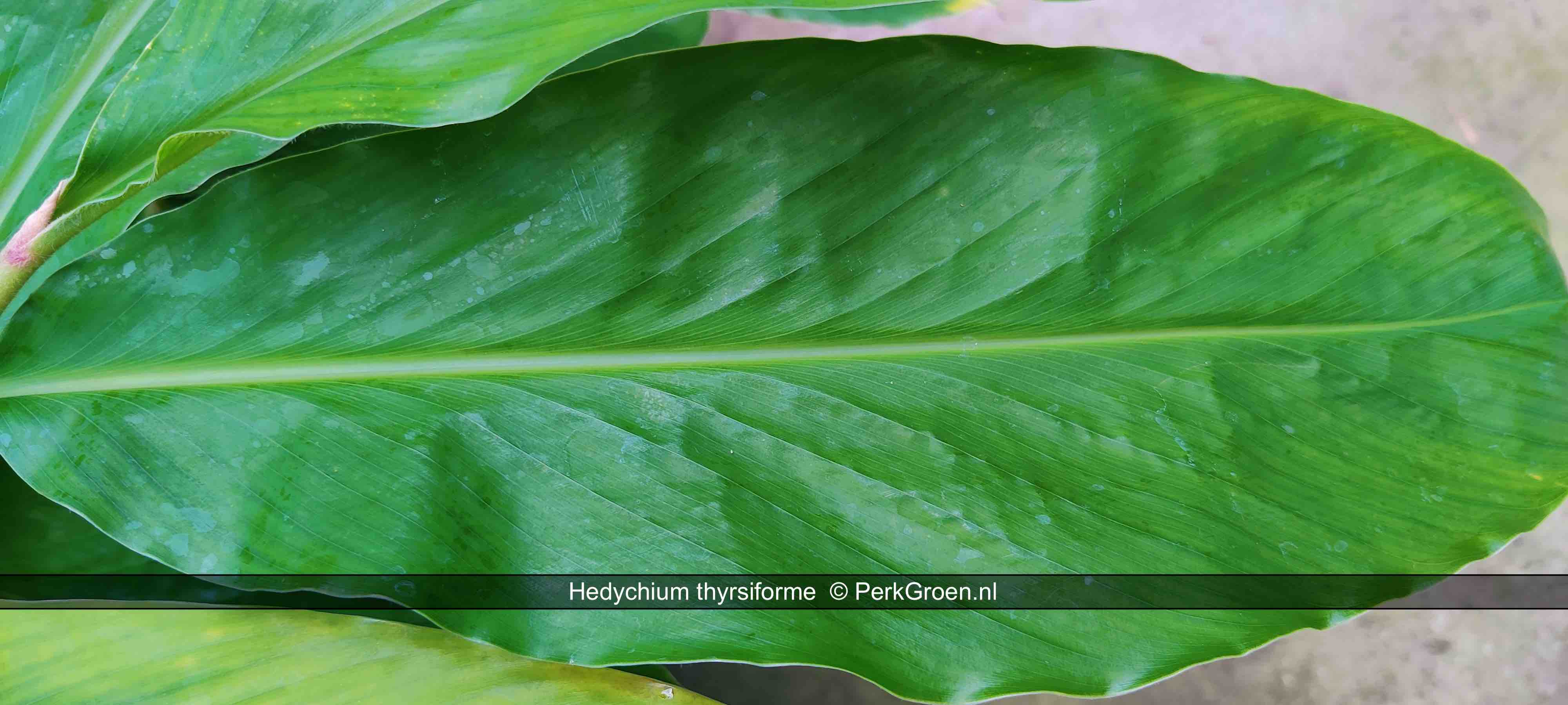 Hedychium thyrsiforme 9 PerkGroen nl kopie