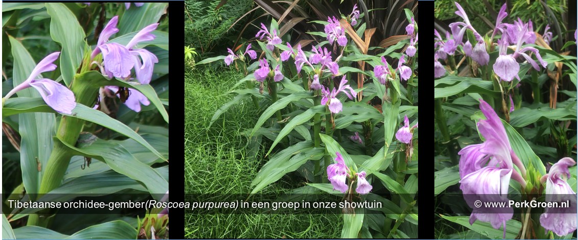 Tibetaanse orchidee-gemberRoscoea purpurea in een groep in onze showtuin