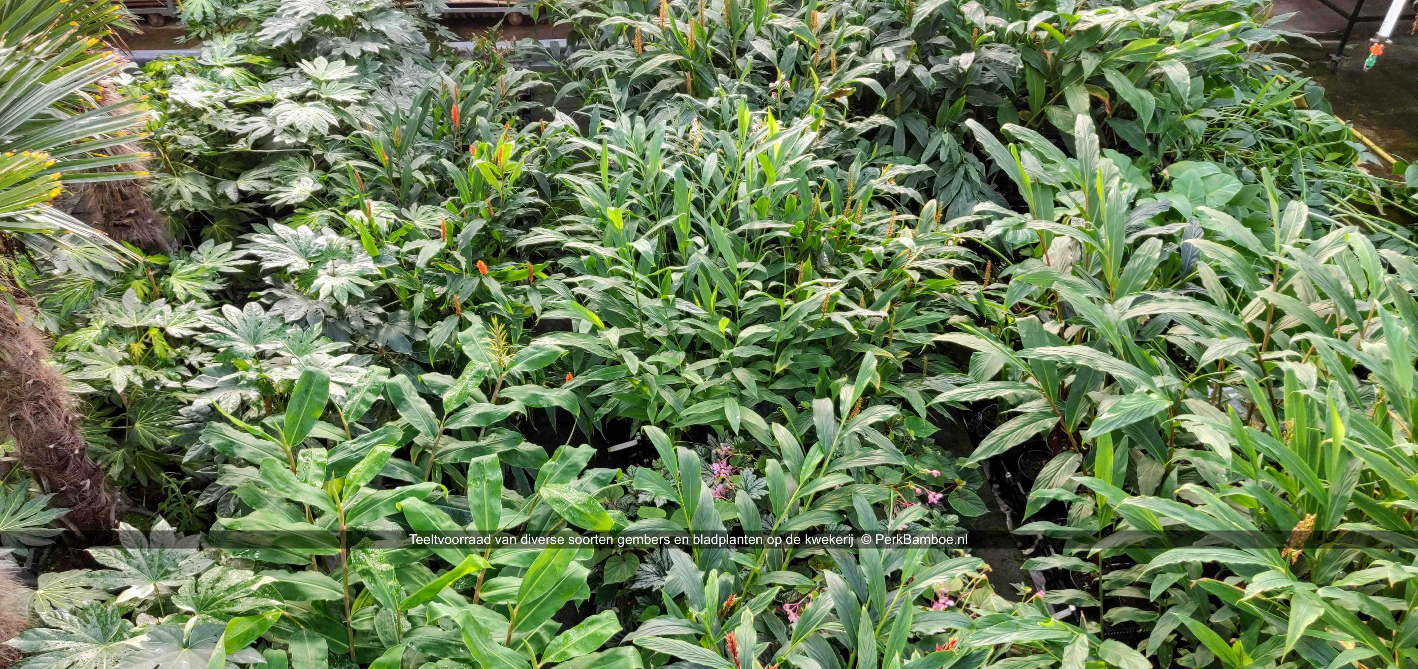 Voorraad gembers kwekerij 3 Cautleya Hedychium Alpinia PerkBamboe nl.jpg kopie