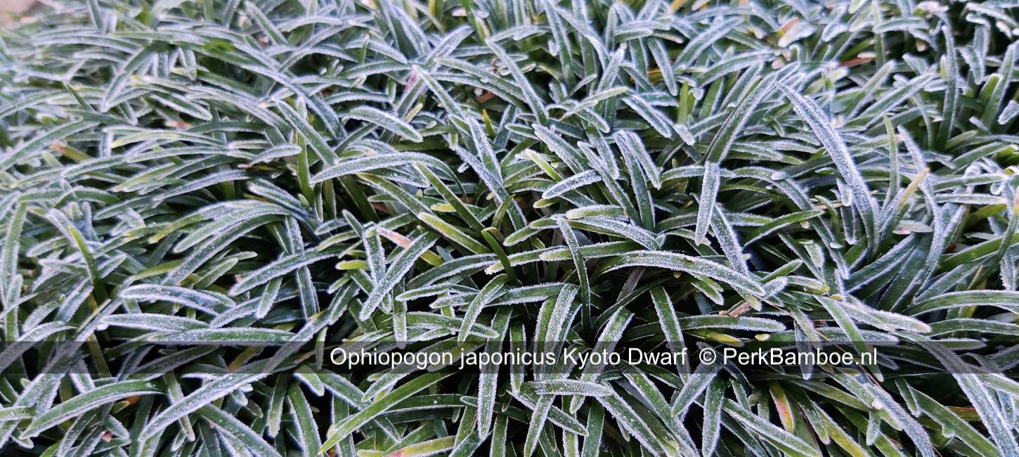 Ophiopogon japonicus Kyoto Dwarf 2 PerkBamboenl
