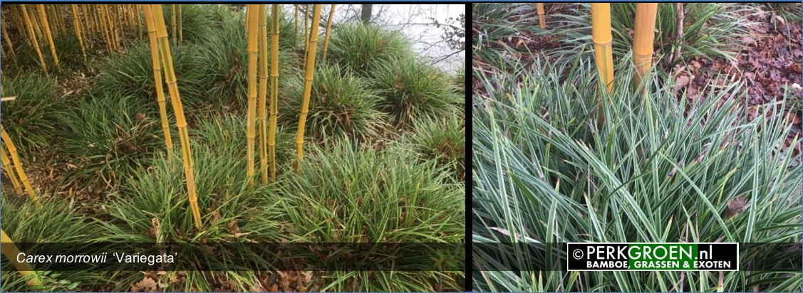 Carex morrowii  Variegata hier toegepast als wintergroene bodembedekker tussen bamboe  www.PerkGroen.nl