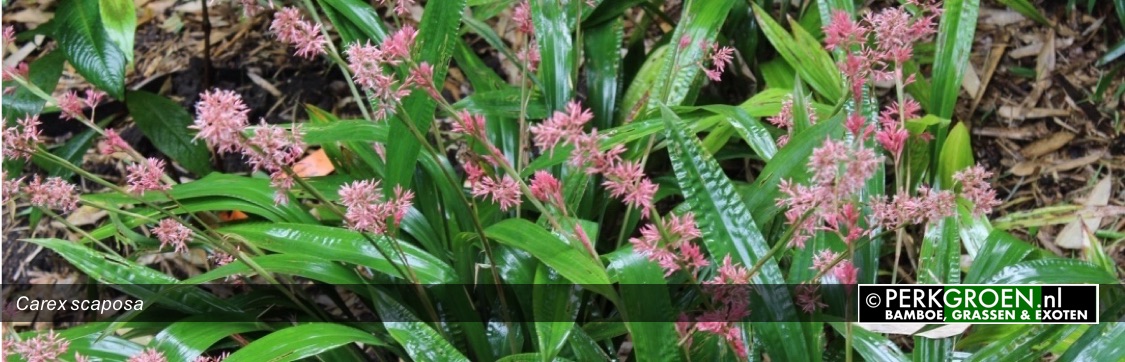 Carex scaposa is een zeldzame zegge met roze pluimen