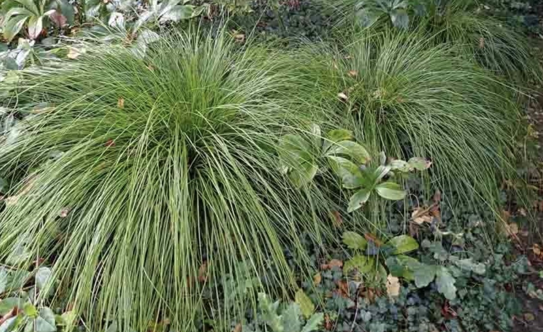 Carex lenta Osaka.36.29