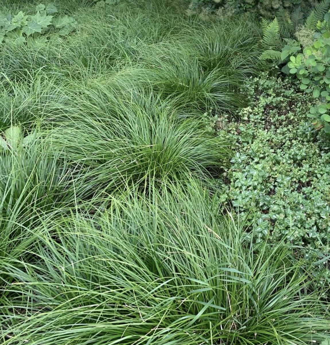 Carex lenta Osaka.41.16