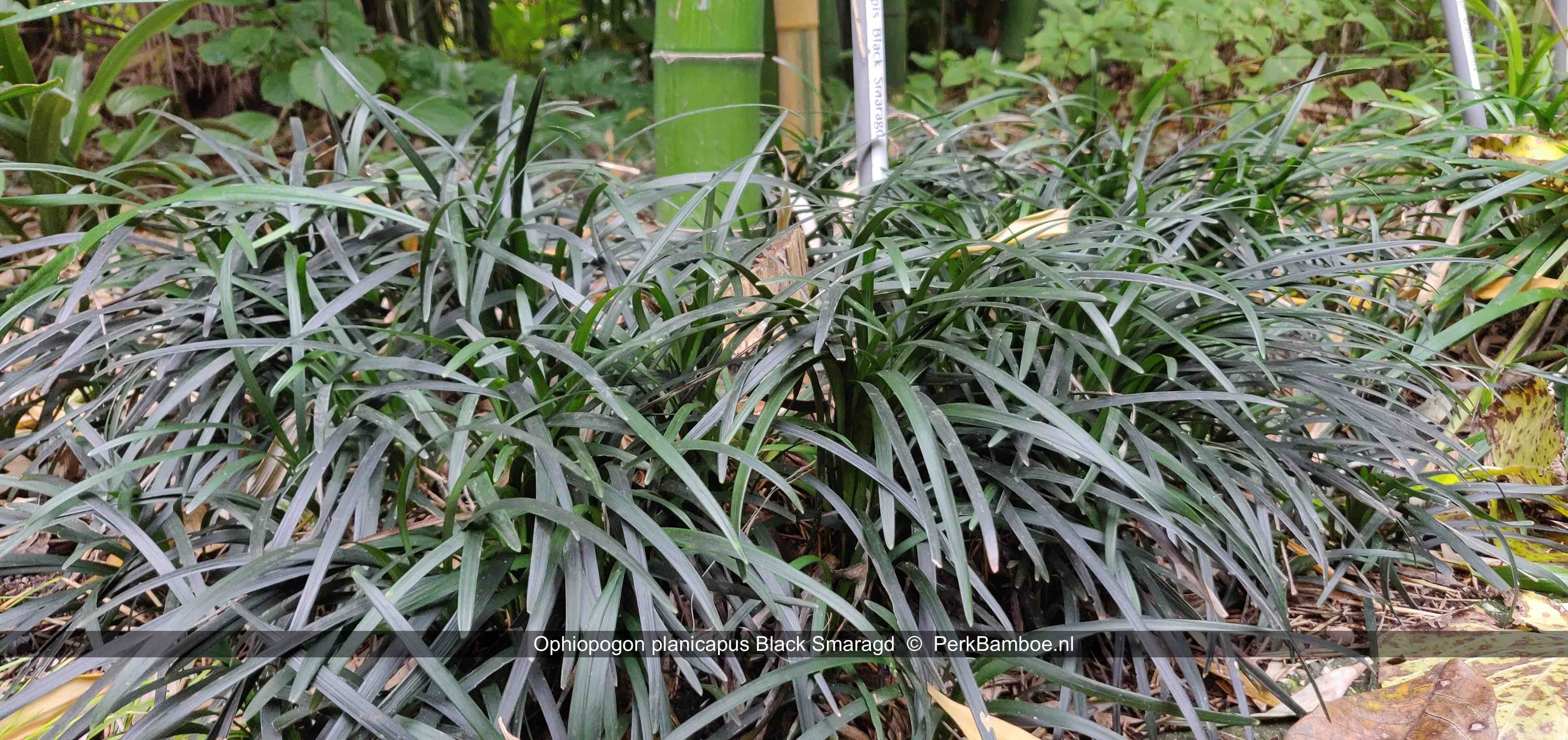 Ophiopogon planiscapus Black Smaragd voor Phyllostachys Shanghai 4 foto1 PerkBamboe nl