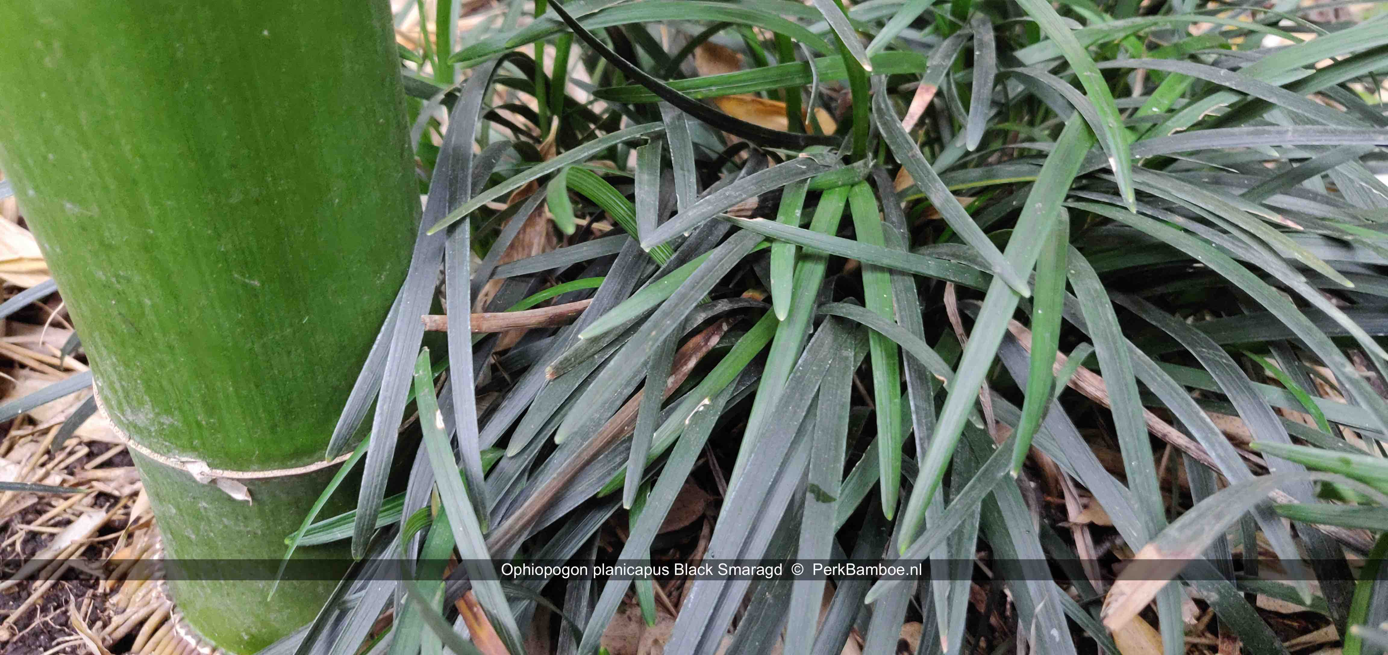 Ophiopogon planiscapus Black Smaragd voor Phyllostachys Shanghai 4 foto3 PerkBamboe nl