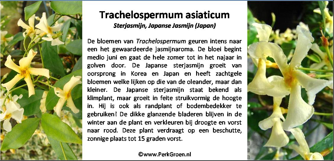 Trachelospermum asiaticum