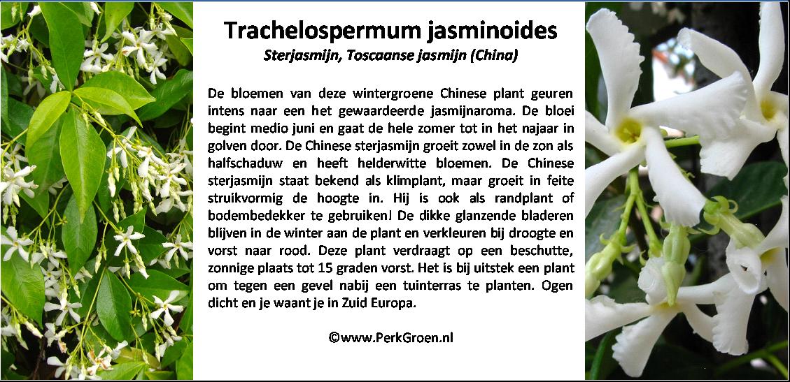 Trachelospermum jasminoides