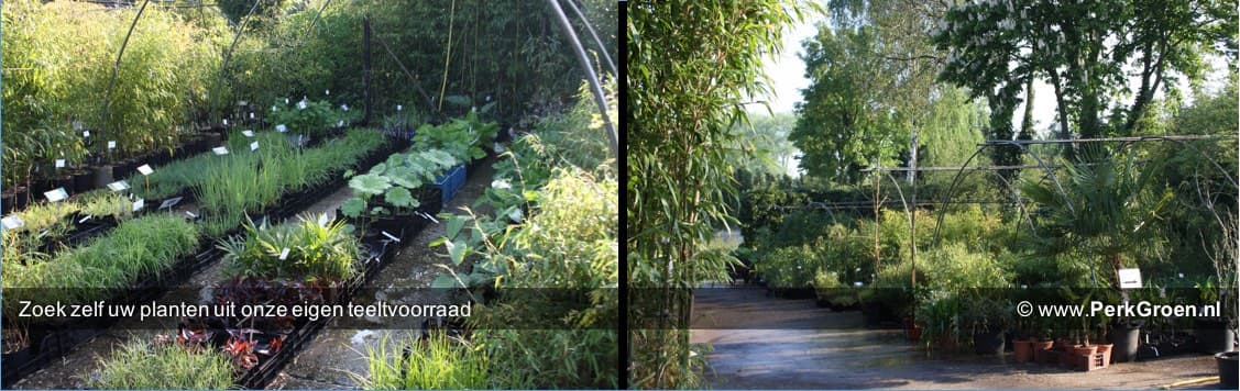 Zoek zelf uw planten uit onze eigen teeltvoorraad www.PerkGroen.nl