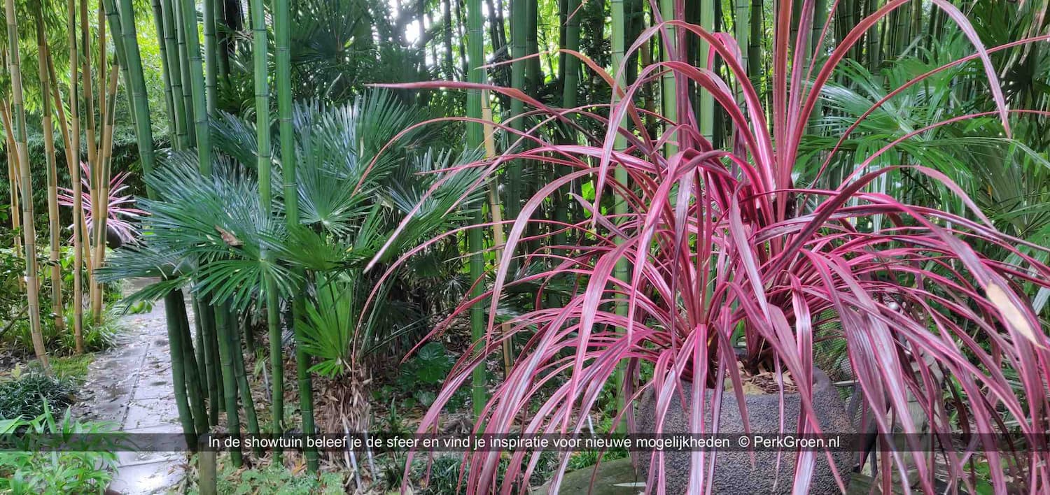 Cordyline australis Pink Passion and Purple Star 4 PerkBamboo com kopie