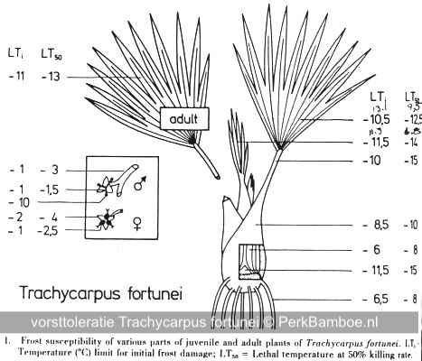 Frost susceptibility Trachycarpus fortunei PerkBamboo com
