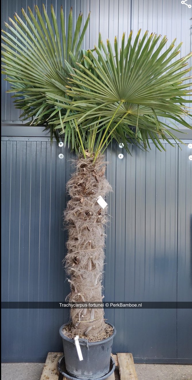 Trachycarpus fortunei 350 400 cm PerkBamboe nl
