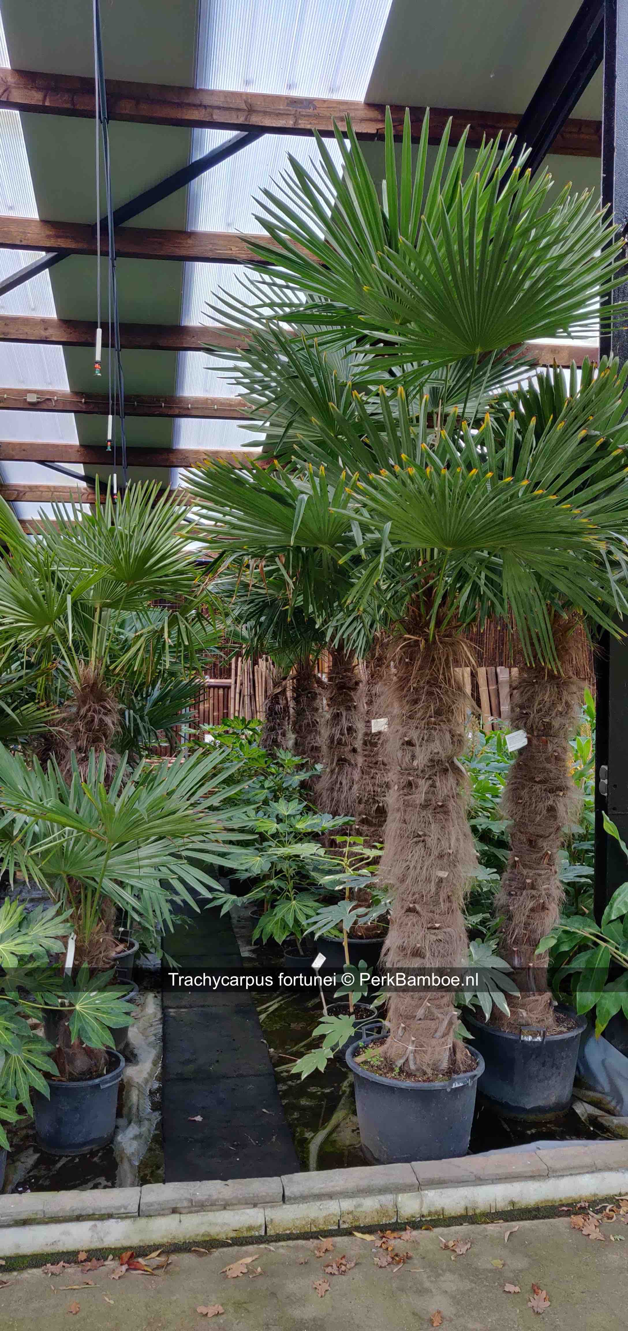 Trachycarpus fortunei van klein tot grote palmbomen voor de tuin op voorraad PerkGroen nl