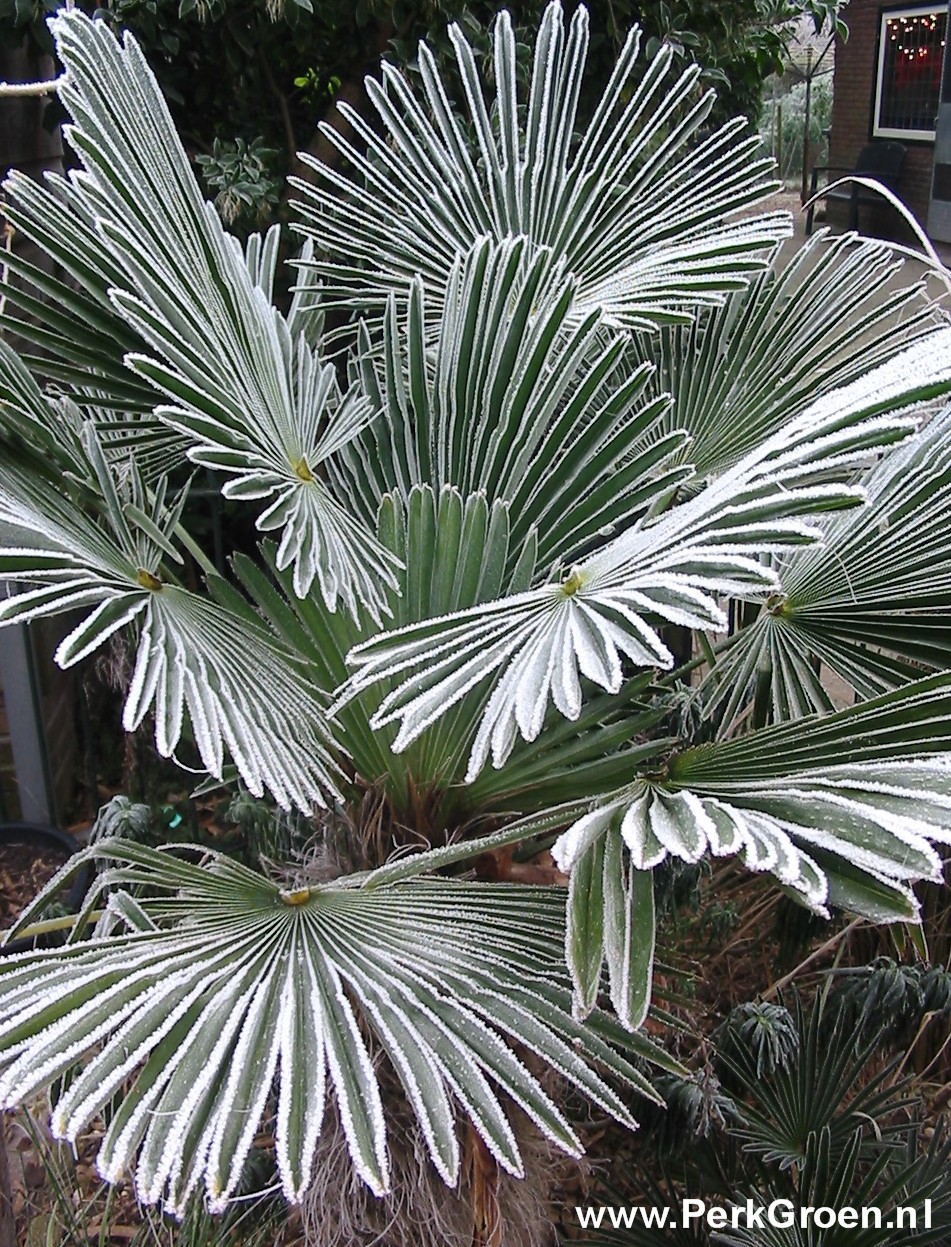 Trachycarpus wagnerianus met rijp GROOT copyright www.PerkGroen