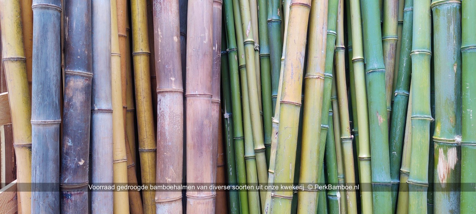 Verse en gedroogde bamboe stammen en halmen van onze kwekerij 4 PerkBamboe nl