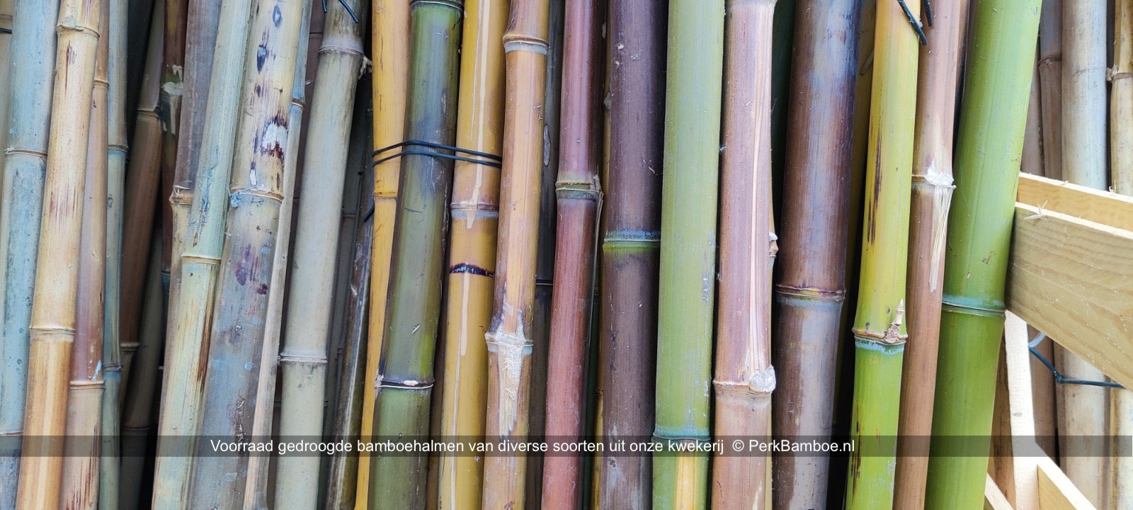 Verse en gedroogde bamboe stammen en halmen van onze kwekerij 5 PerkBamboe nl