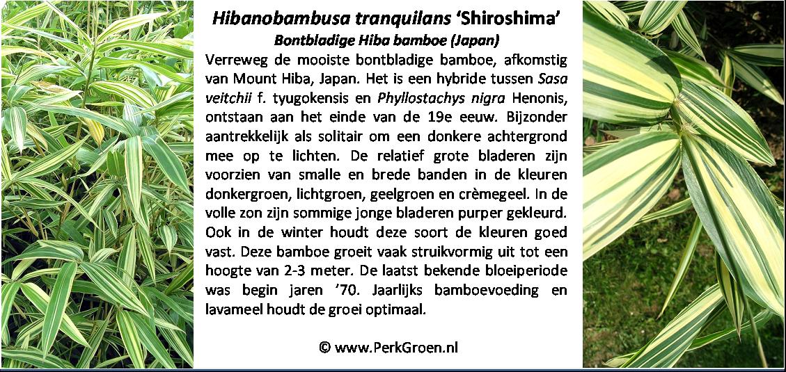 Hibanobambusa tranquillans Shiroshima
