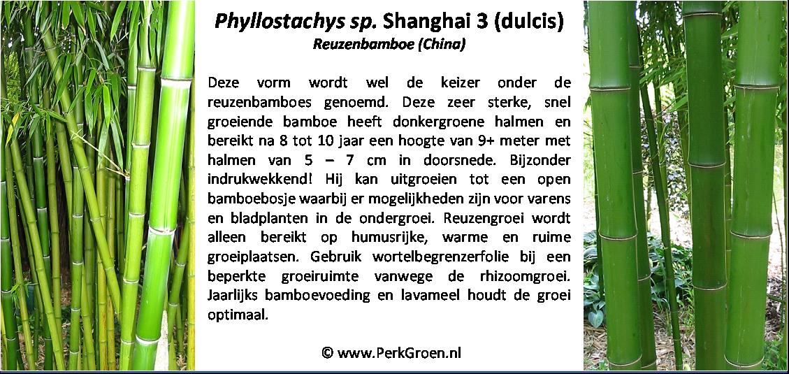 Phyllostachys Shanghai 3