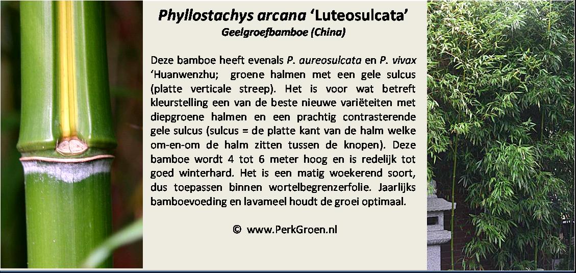 Phyllostachys arcana Luteosulcata