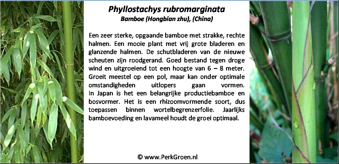 Phyllostachys rubromarginata
