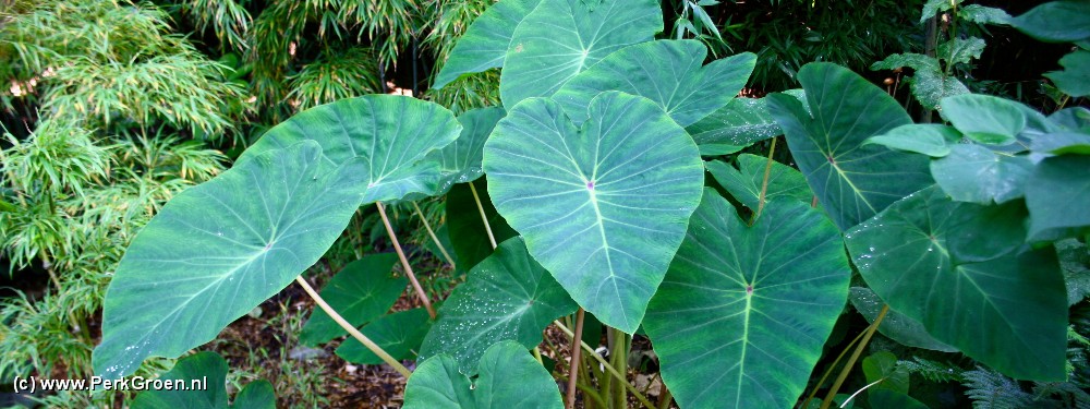 2013 Colocasia Pink China copyright www.PerkGroen