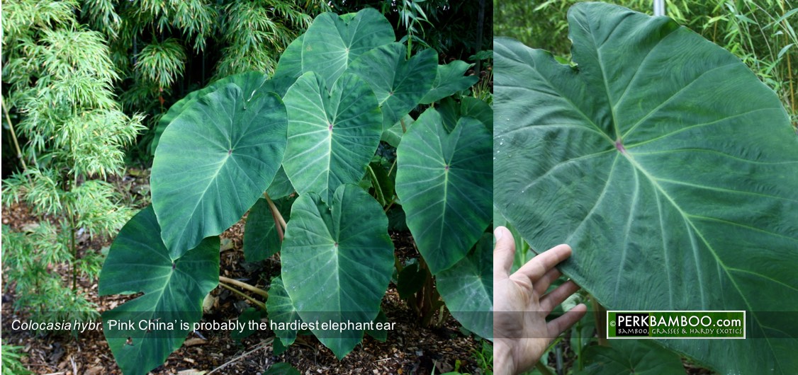 Colocasia hybr. Pink China is probably the hardiest elephant ear Copyrights www.PerkBamboo com