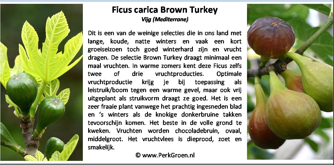 Ficus carica Brown Turkey