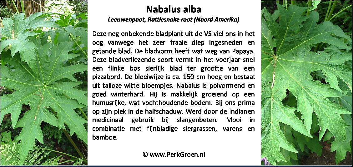 Nabalus albus
