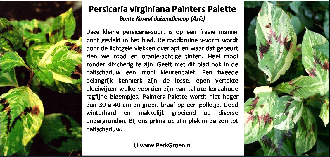 Persicaria virginiana Painters Palette