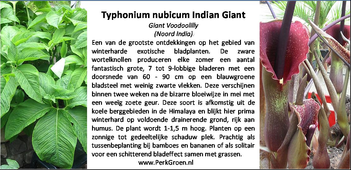 Typhonium nubicum Indian Giant