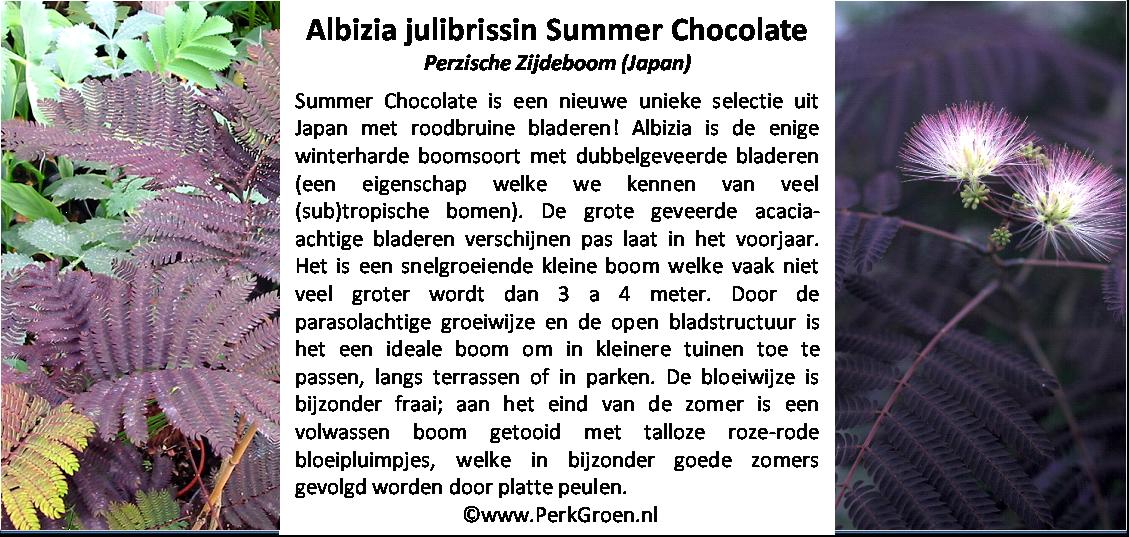 Albizia julibrissin Summer Chocolate