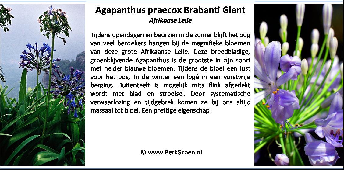 Agapanthus praecox Brabanti Giant