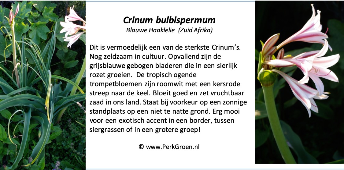 Crinum bulbispermum copyrights PerkGroen.nl