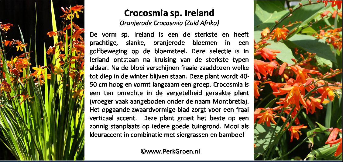 Crocosmia sp Ierland