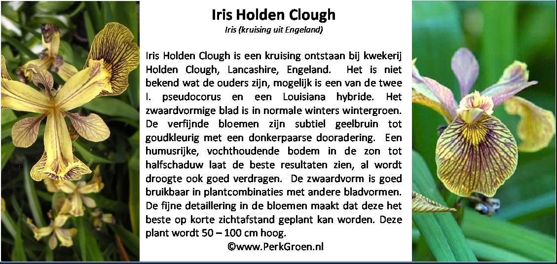 Iris Holden Clough