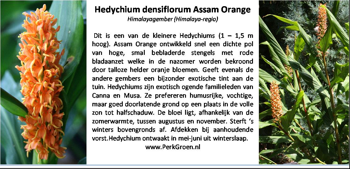 Hedychium densiflorum Assam Orange