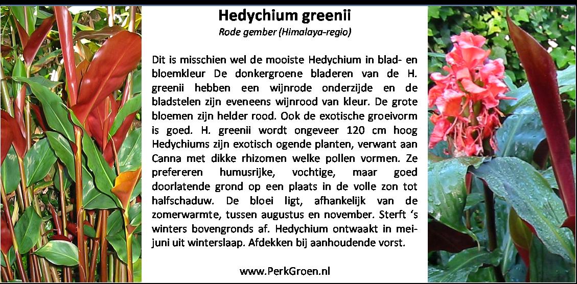 Hedychium greenii