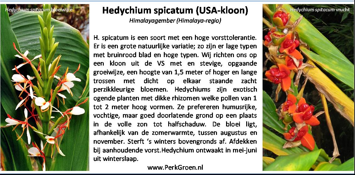 Hedychium spicatum USA