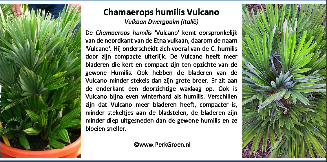 Chamaerops humilis Vulcano