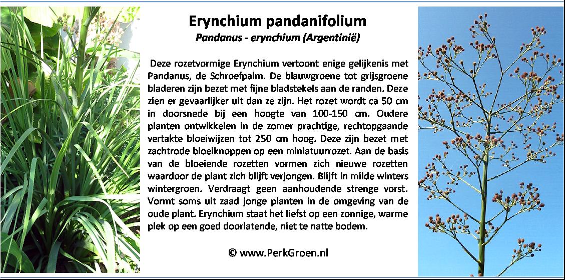 Erynchium pandanifolium