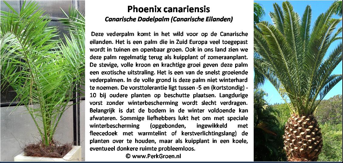 Phoenix canariensis