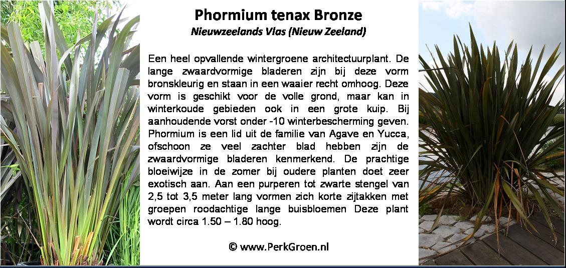 Phormium tenax Bronze