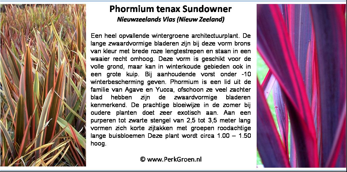 Phormium tenax Sundowner